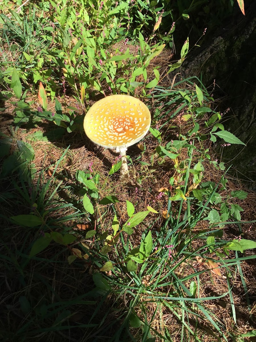 Amanita frostiana