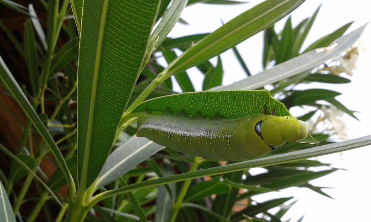 Oleander hawk-moth