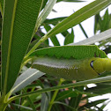 Oleander hawk-moth