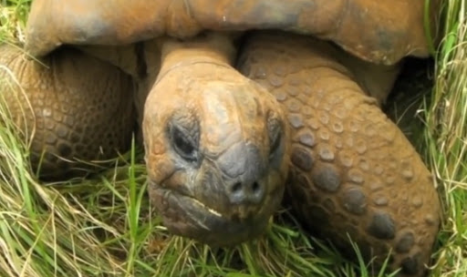 Kornjača Džonatan sa 185 godina najstarija životinja na planeti