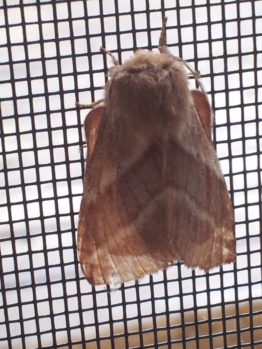 Eastern Tent Caterpillar Moth