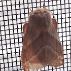 Eastern Tent Caterpillar Moth