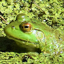 American bullfrog