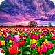 Flower Fields Live Wallpaper Download on Windows