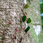 Hormiga roja cortadora / Zompopo