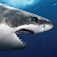 *NEW* Sharks HD Wallpapers New Tab Theme