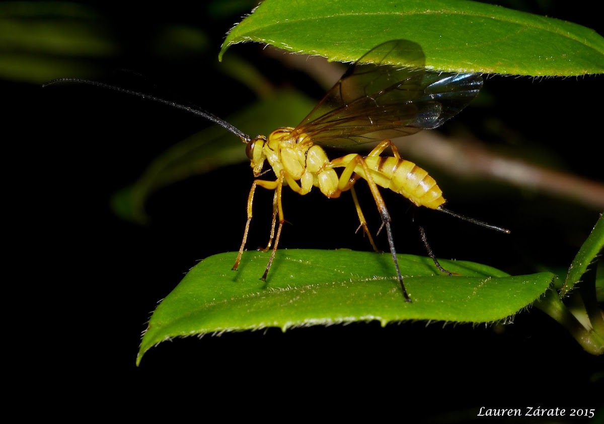 Ichneumonid Wasp