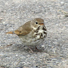 Hermit thrush