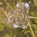 Pacific Tree frog egg clusters