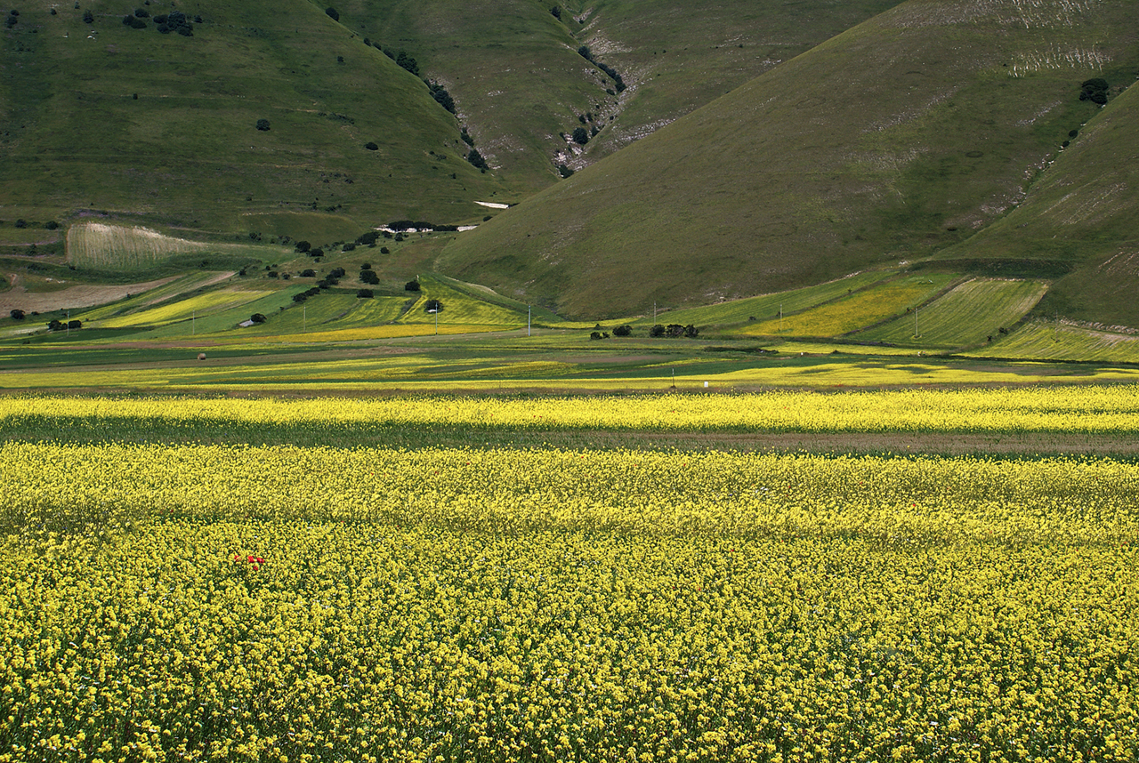 Giallo, verde di mariarosa-bc