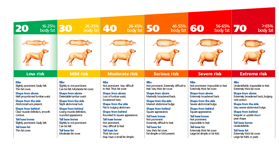 Is My Dog Overweight? Calculating BCS vs Dog BMI