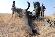 A male bull elephant was darted for bronchoalveolar Lavage research purposes.The test involves drawing mucus from the elephant to test for Human TB.
