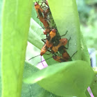 Milkweed bug