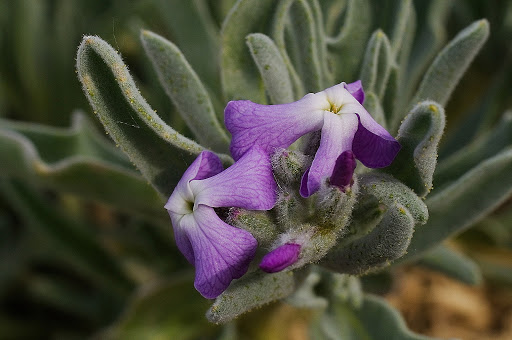 Matthiola sinuata