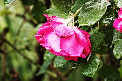 la rosa di vdepalo