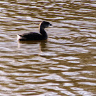 pied bill grebe