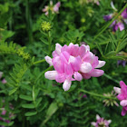 Crown vetch