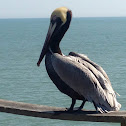 Brown Pelican