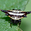 Spinyback Orb Weaver Spider