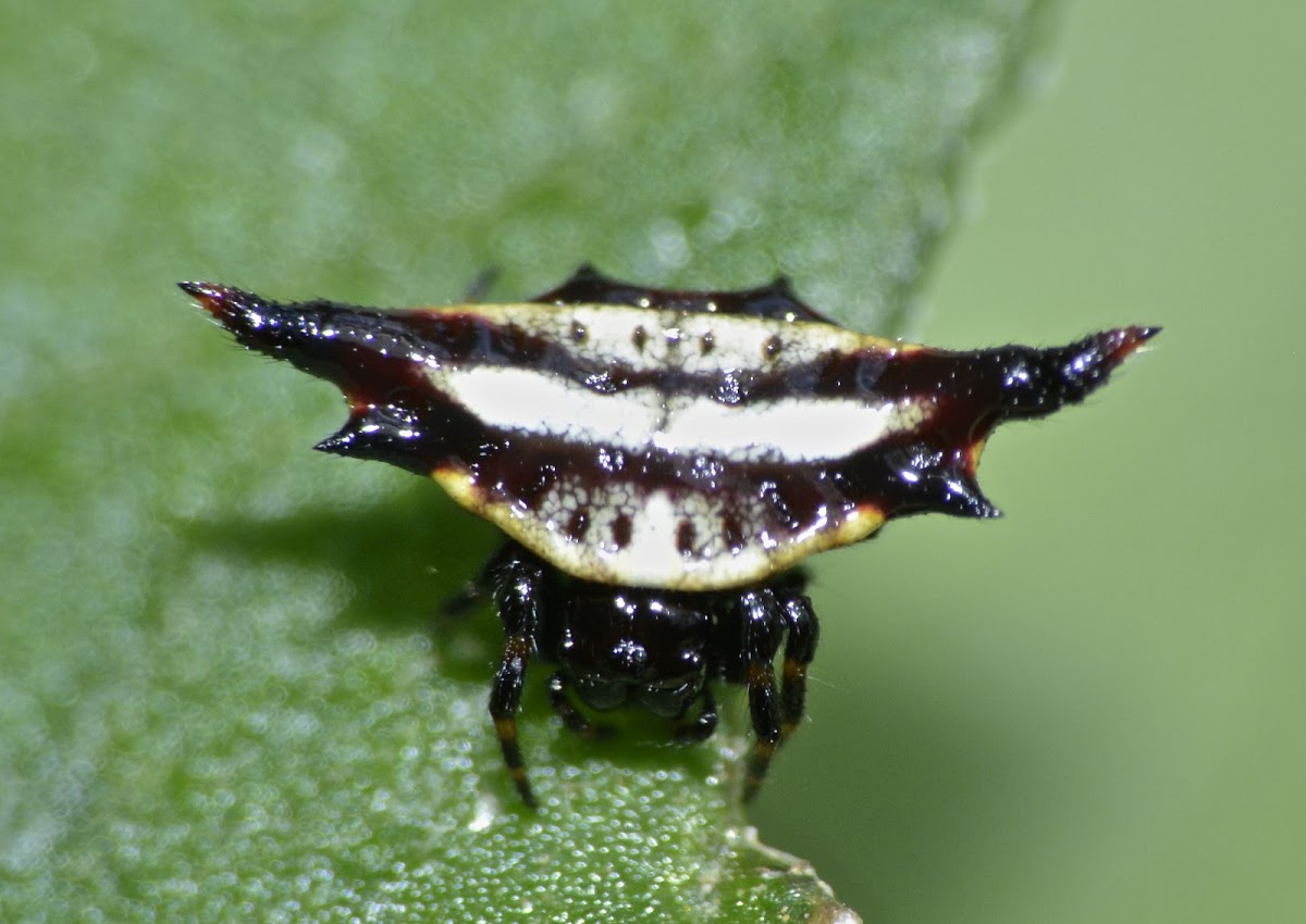 Spinyback Orb Weaver Spider