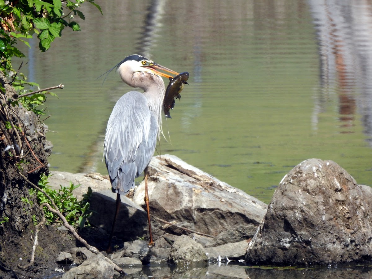 great blue heron(hunting series)