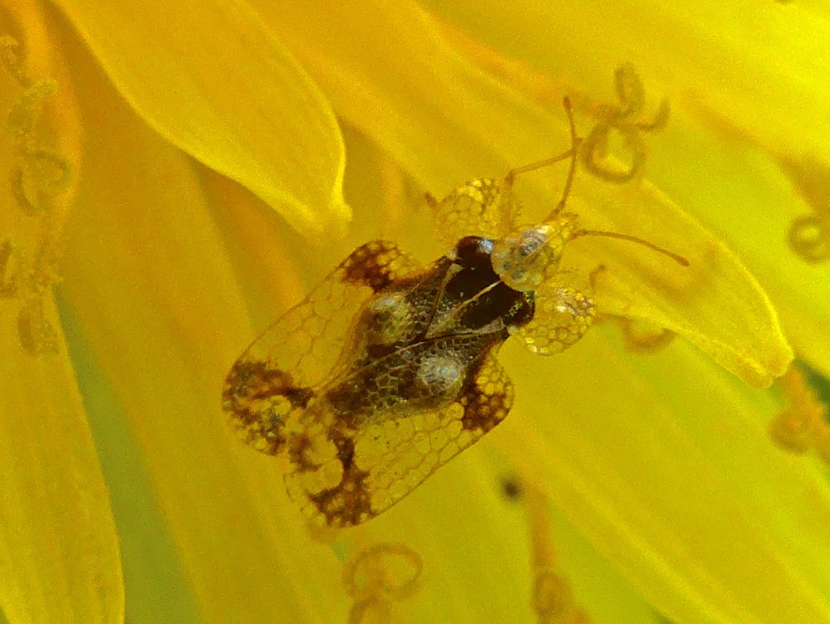 Lace Bug