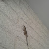 Brown Anole