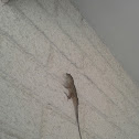 Brown Anole