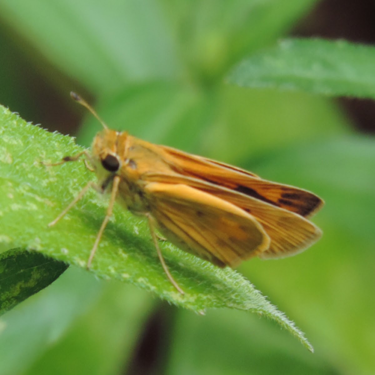 Fiery Skipper