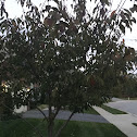 Flowering Dogwood