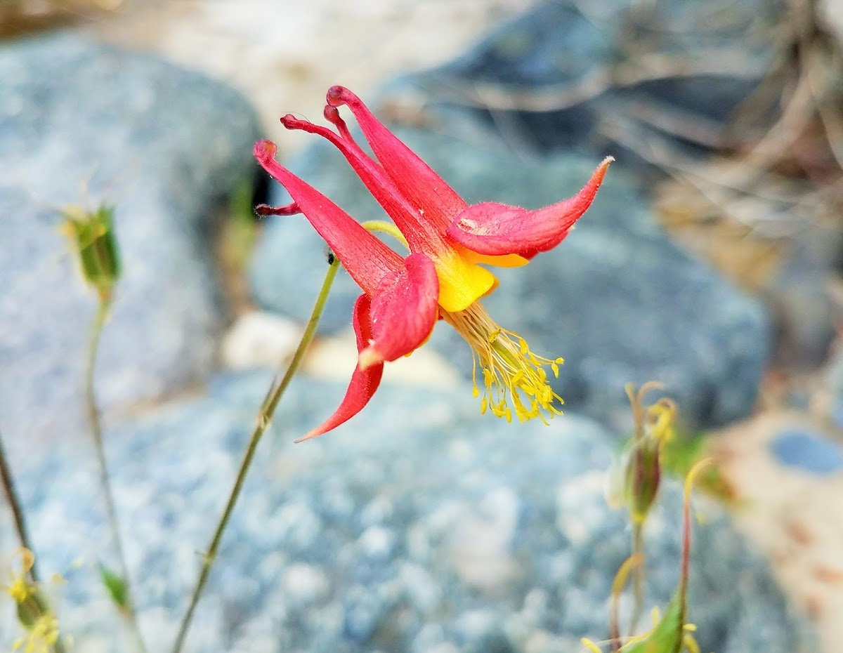 Western columbine