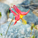 Western columbine