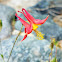 Western columbine