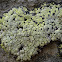 Map Lichen