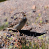 Eurasian skylark; Alondra Común