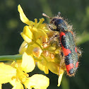 Checkered beetle