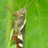 Mature Rufous-legged Grasshopper