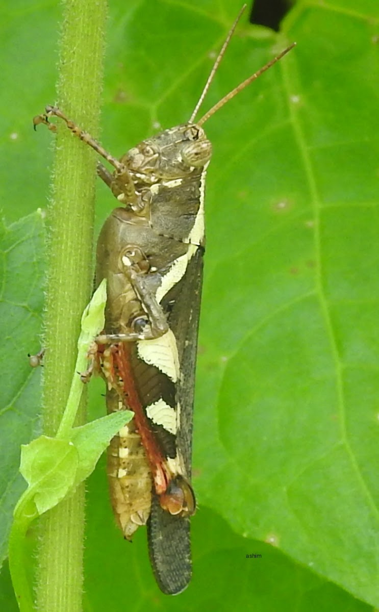 Mature Rufous-legged Grasshopper