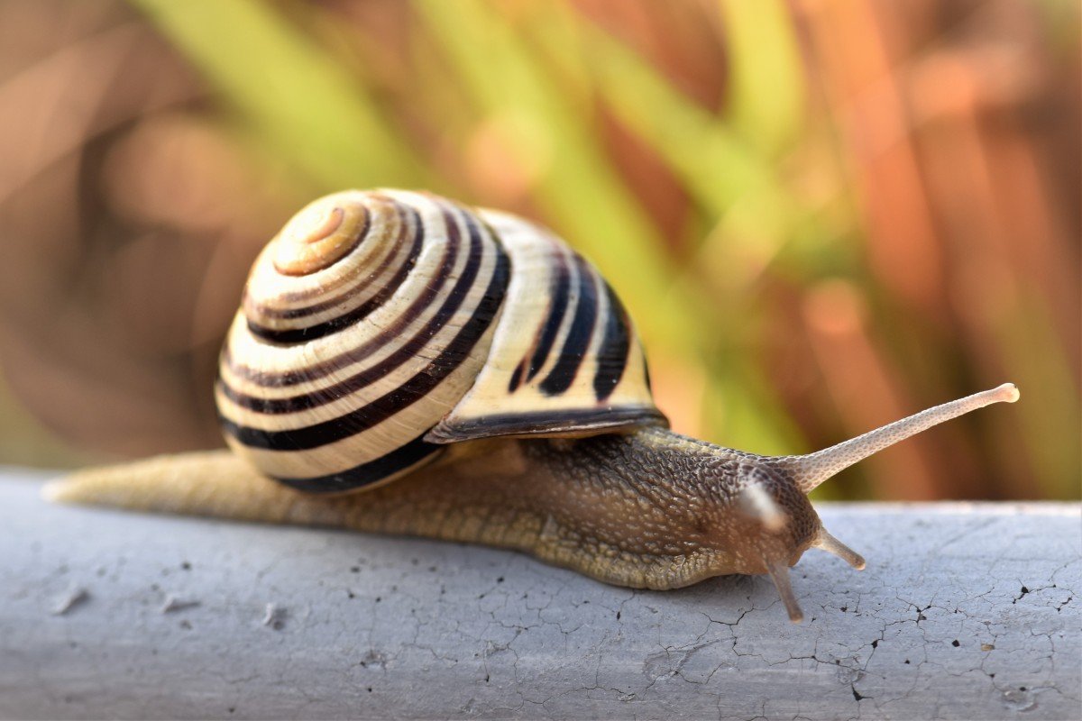 Snails