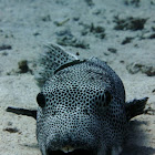 Stellate puffer