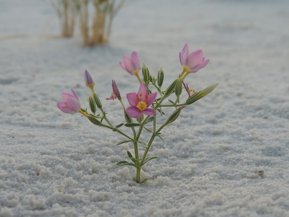 European Centaury