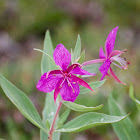 Dwarf fireweed