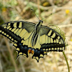 Old World swallowtail (Μαχάωνας)