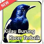 Kicau Burung Kacer Terbaik Apk