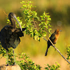 Glossy Ibis and Boat-tailed Grackle