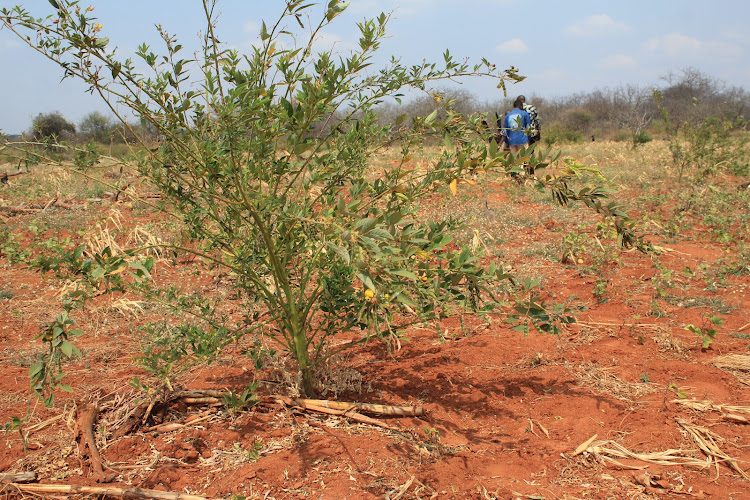 A farm that was destroyed by camels that grazed on crops in Ngetini village in Mwingi North, Kitui county