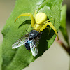 goldenrod spider