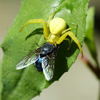 goldenrod spider