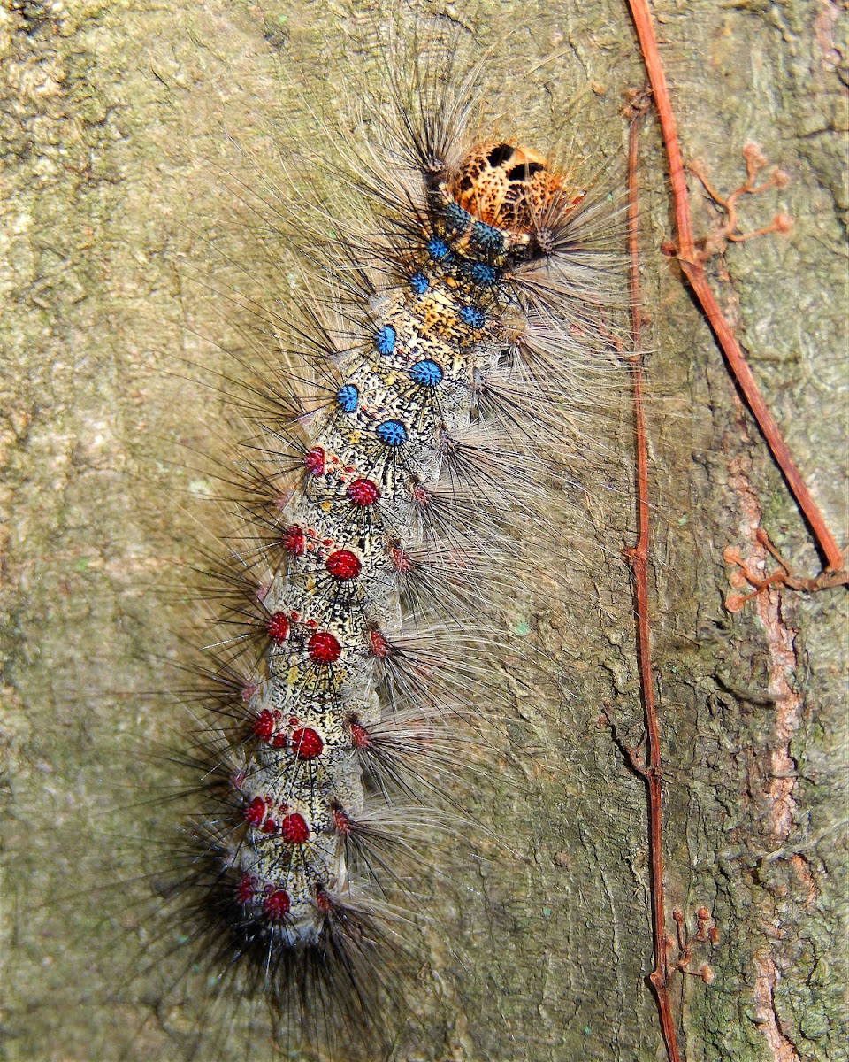 Gypsy Moth