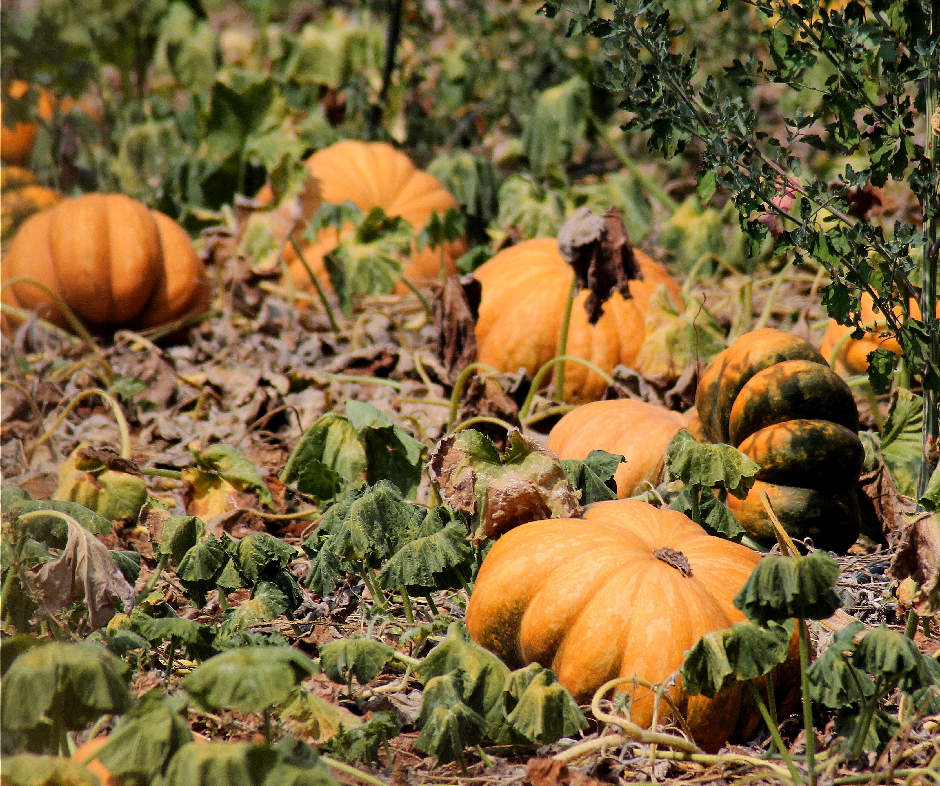 Zucca di Vascolentina